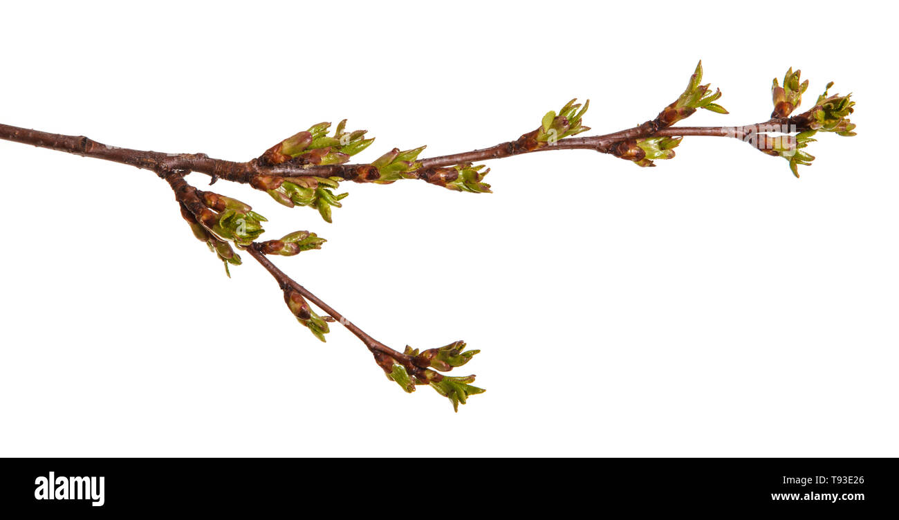 Geschwollene grüne Knospen an einem Zweig von cherry tree Stockfoto