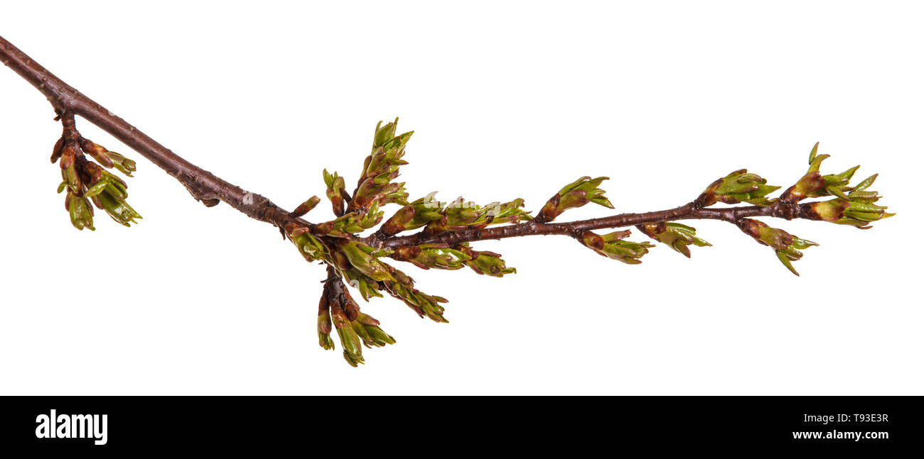 Geschwollene grüne Knospen an einem Zweig von cherry tree Stockfoto