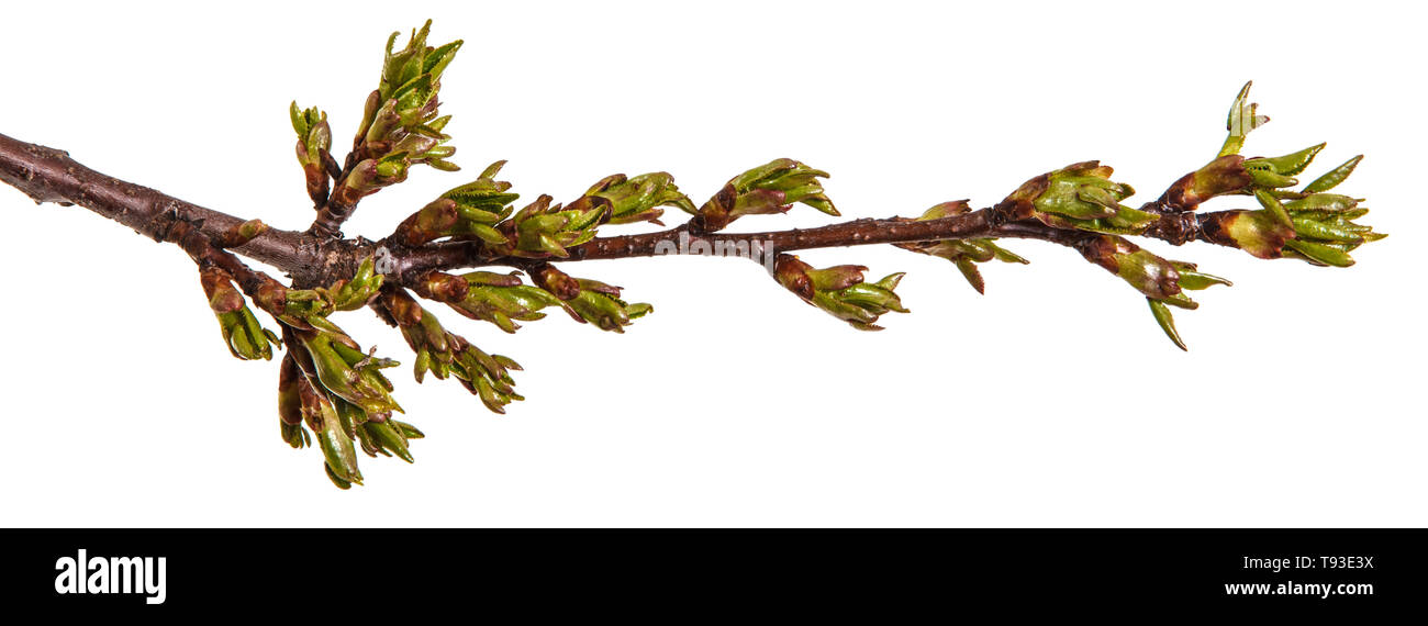 Geschwollene grüne Knospen an einem Zweig von cherry tree Stockfoto
