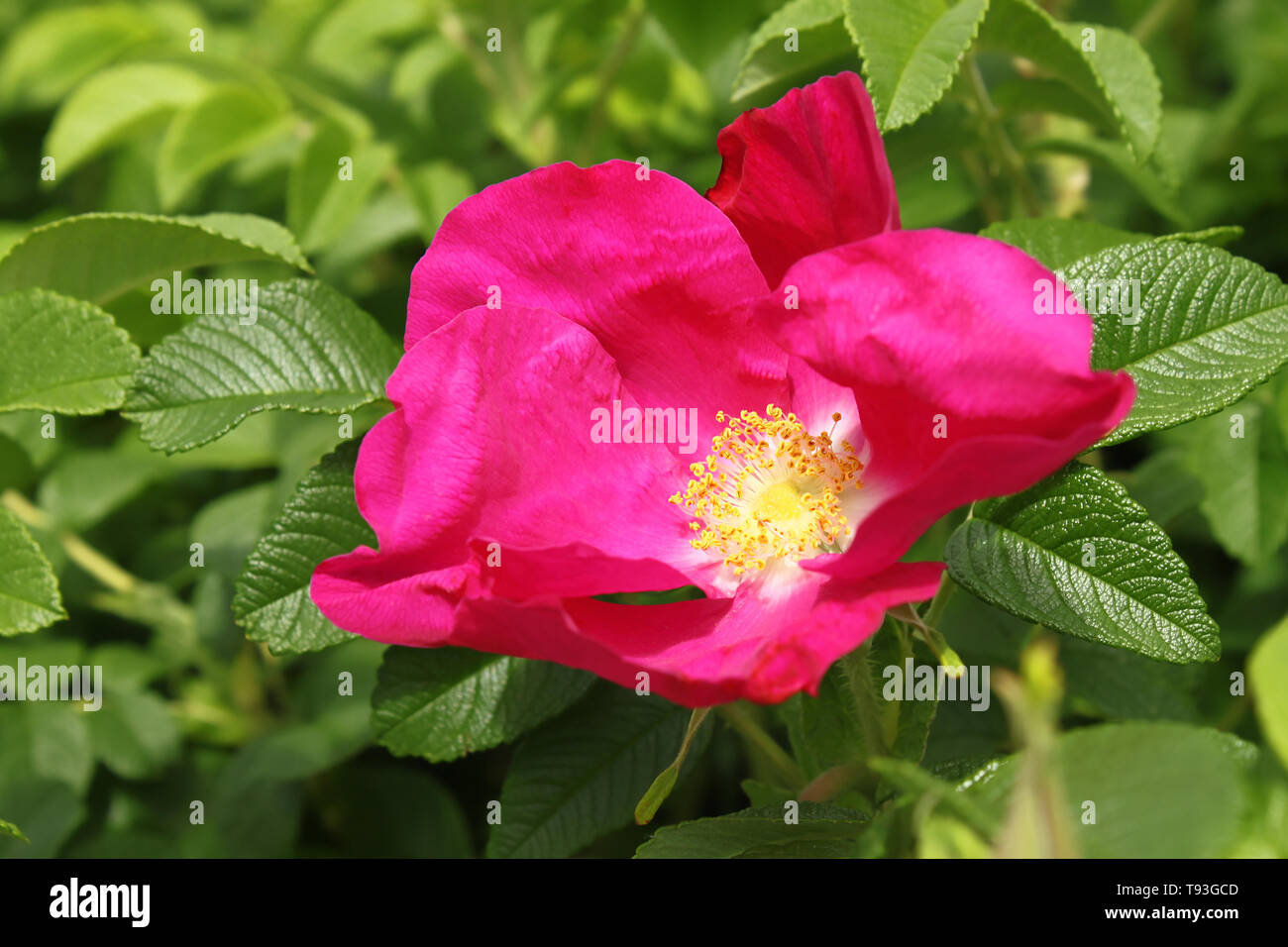 Schöne Blume von einem hellen Hund rose Stockfoto