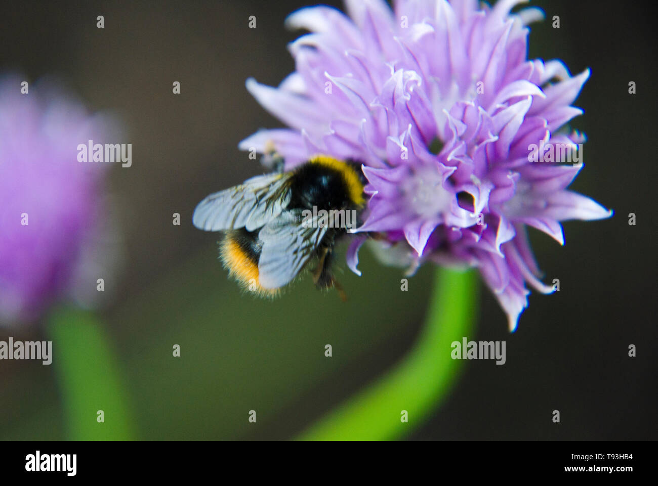 Wilde Biene auf einer Blume lila Schnittlauch Allium schoenoprasum Makro Foto Fotografie ein Knoblauch Pflanze, die Blüte und geben Nektar für Lebensmittel verwendet, es ist essbar Stockfoto