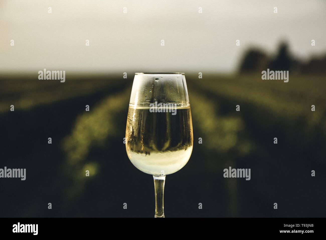 Ein frisch gekühltes Glas Eiswein mit Blick auf einen Kanadier Weinberg  während eines Sommeruntergangs - Dessertwein aus Natürlich gefrorene  Wintertrauben Stockfotografie - Alamy