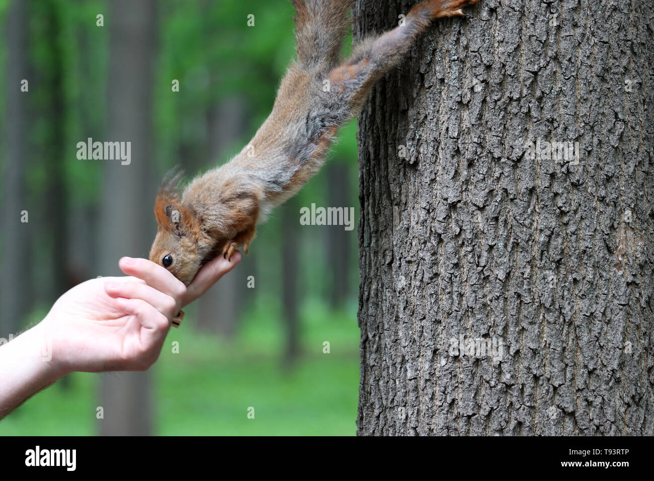 Eichhörnchen nimmt eine Mutter aus einer menschlichen Hand, Vertrauen und Fürsorge. Fütterung wild lebender Tiere in einem Sommer Park, hungriges Eichhörnchen auf dem Baumstamm Stockfoto