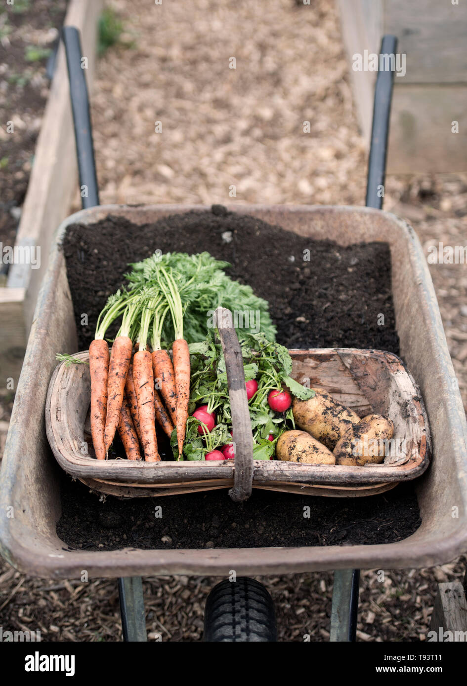 Frisch gepflückte Radieschen, Karotten und Kartoffeln in einer Gemeinschaft Garten in Bristol UK Stockfoto