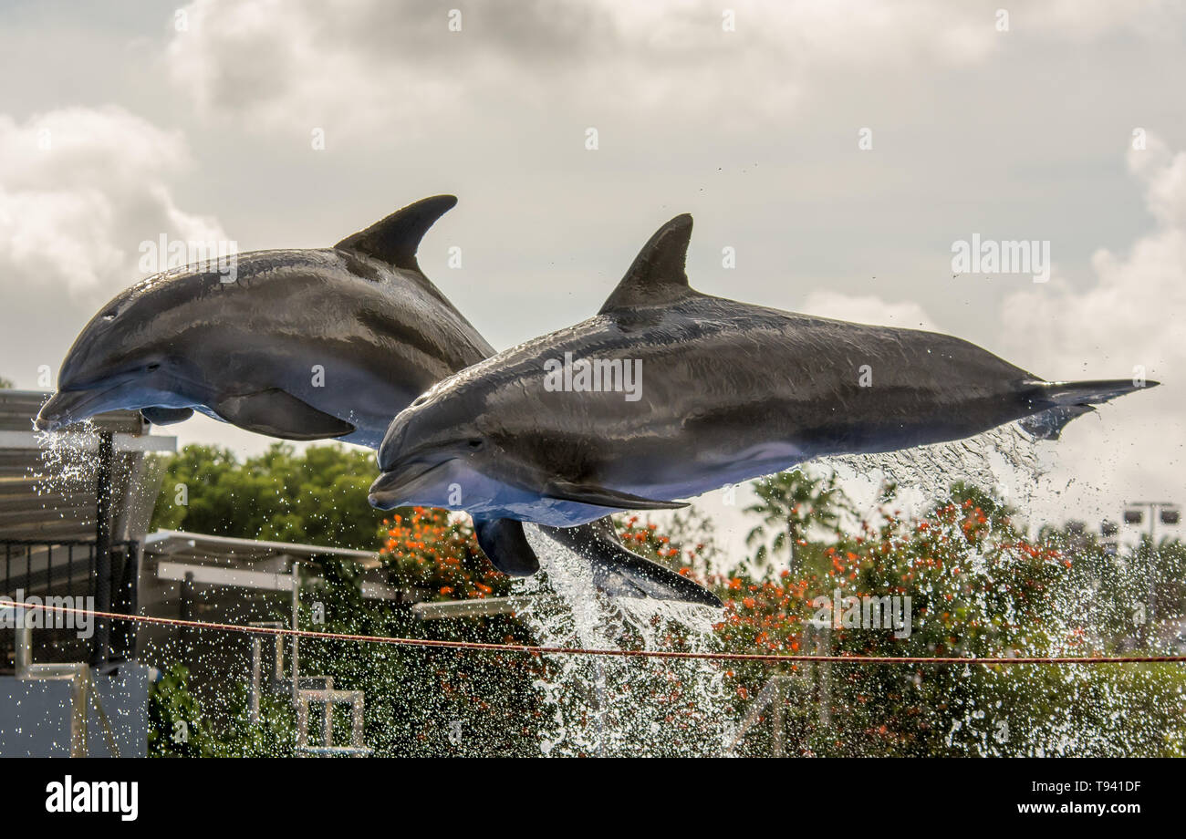 Zwei Delphine springen aus dem Wasser während einer Delphin Show Stockfoto