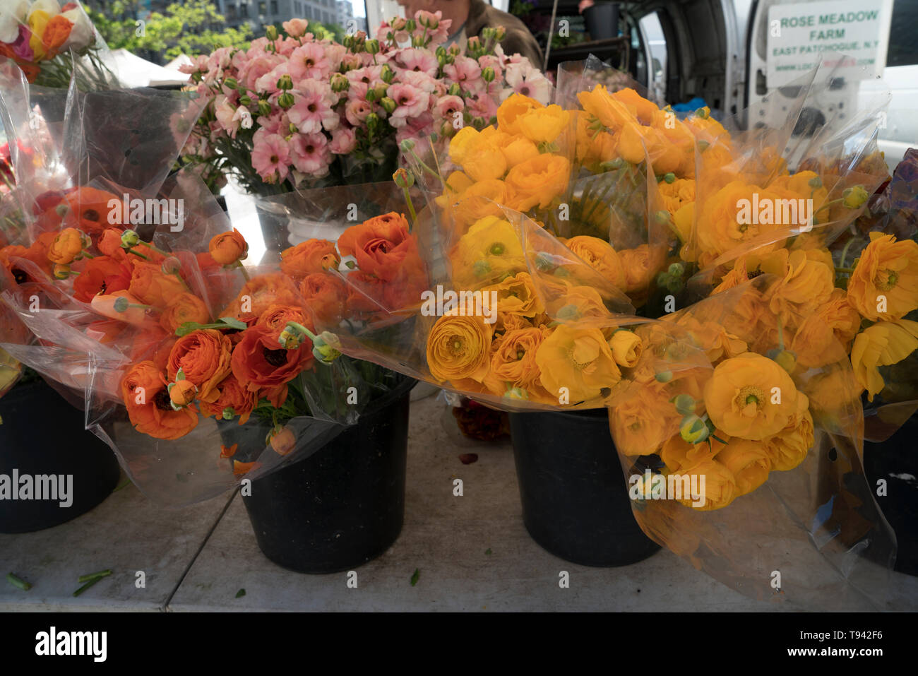 Ranunculuses für den Verkauf in der Union Square Farmers' Market in Manhattan. Der Union Square ist in einem historischen Park mit Märkte die großen Landwirte' vier Tage in der Woche. Stockfoto