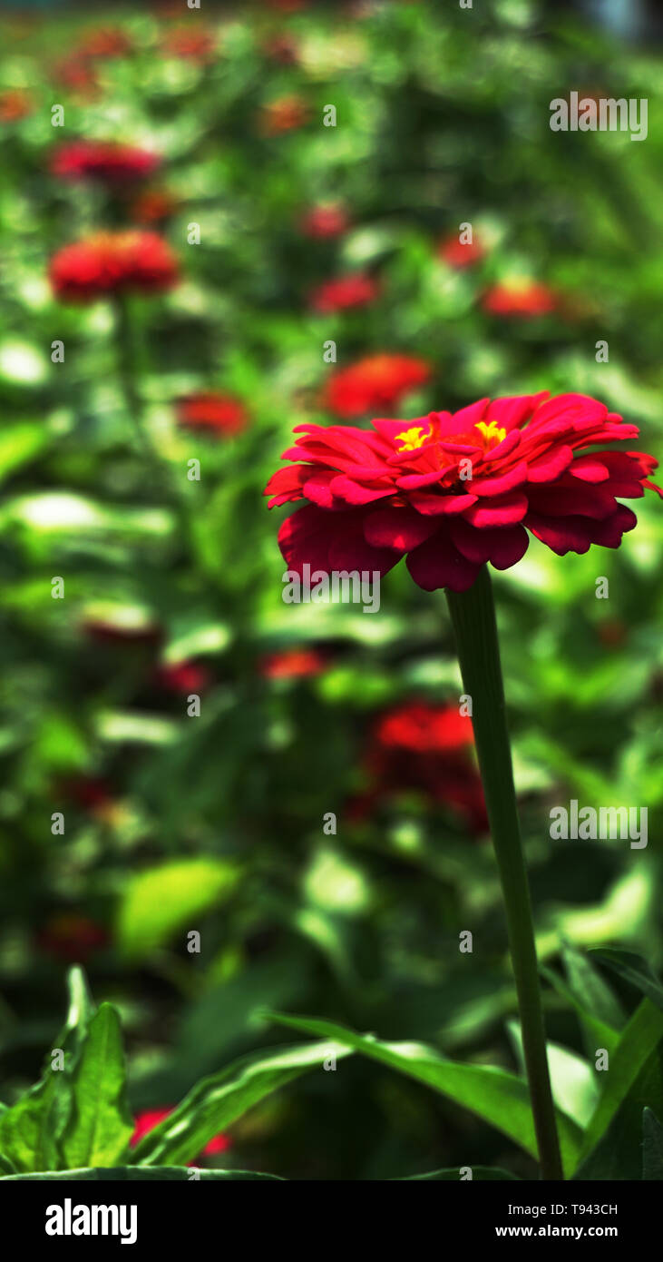 Schöne Blumen aus dem Garten, können als Hintergrundbild verwendet werden. Stockfoto