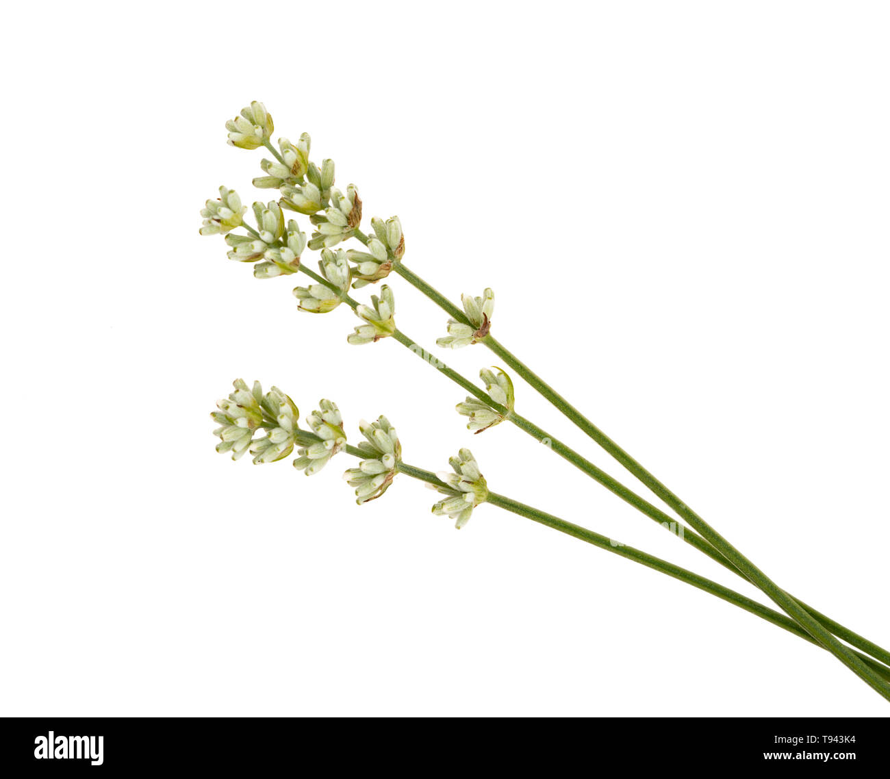 Ungewöhnlich in Weiß und Lavendel Blüten auf Weiß isoliert. Stockfoto
