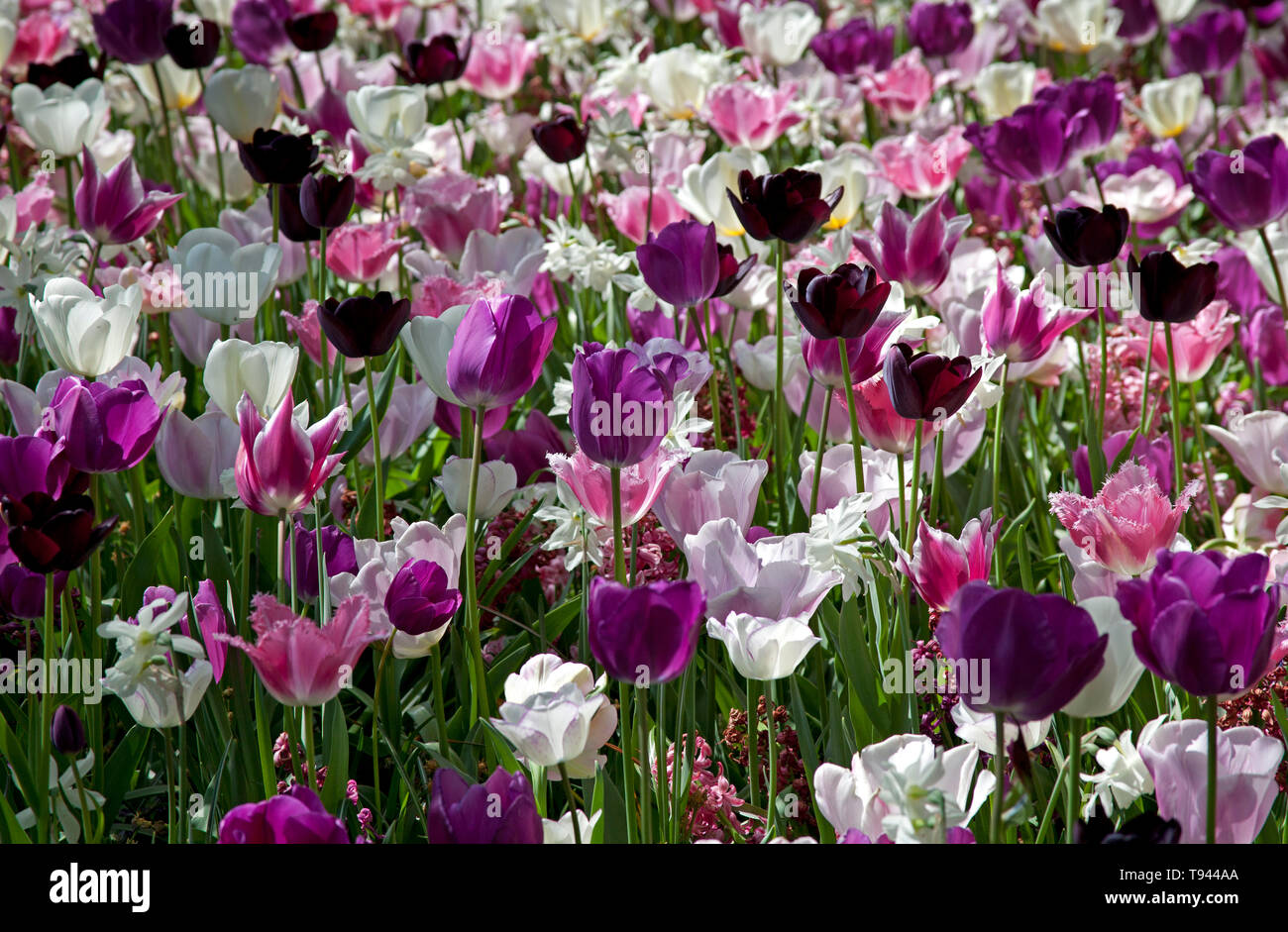 Keukenhof Holland, mit schönen bunten Blumen und Blüten im Frühling. Europa Stockfoto