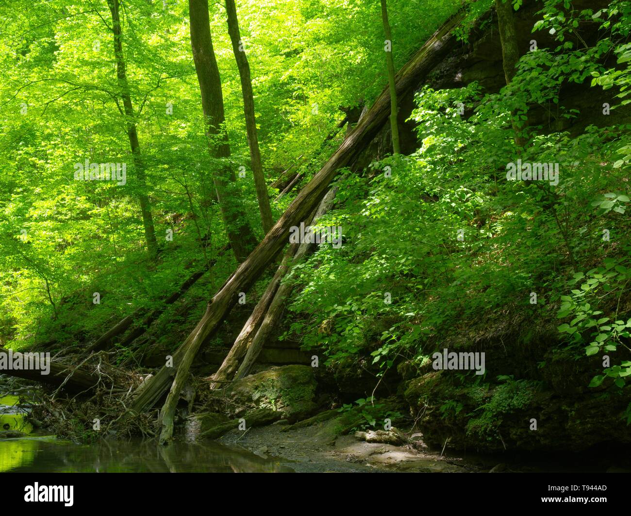 Tot fallen Rock Run Stockfoto