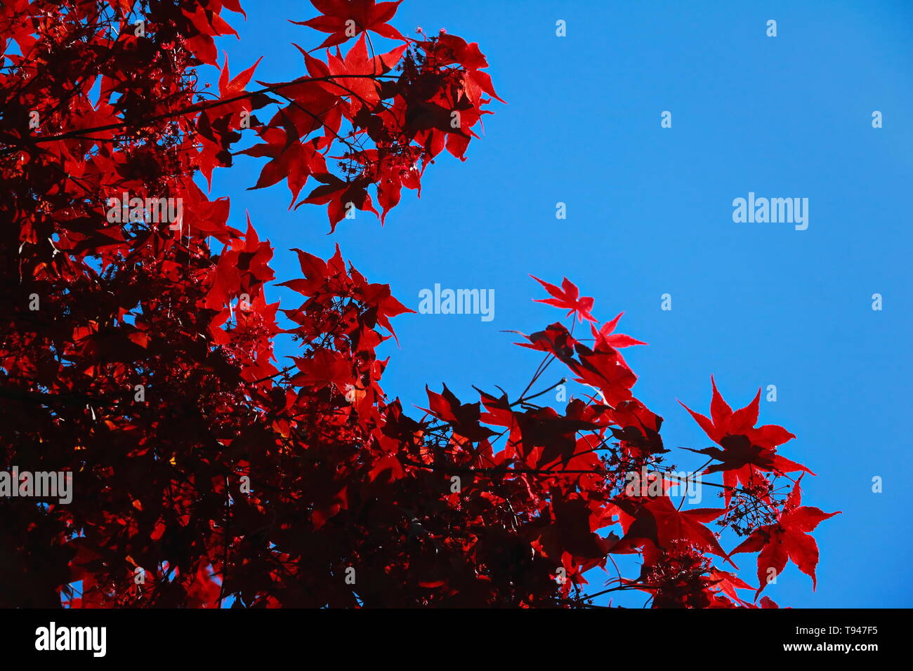 Helle rote Blätter der japanischen Ahorn Baum im Frühling Stockfoto