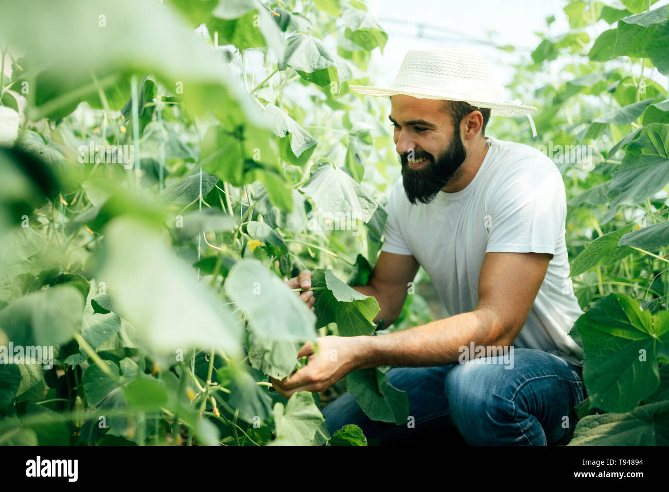 Männliche Landwirt Kommissionierung frischen Gurken aus seinem Gewächshaus Stockfoto