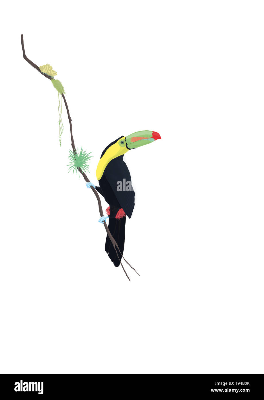 Farbenfroher Toucan - Abbildung Stockfoto