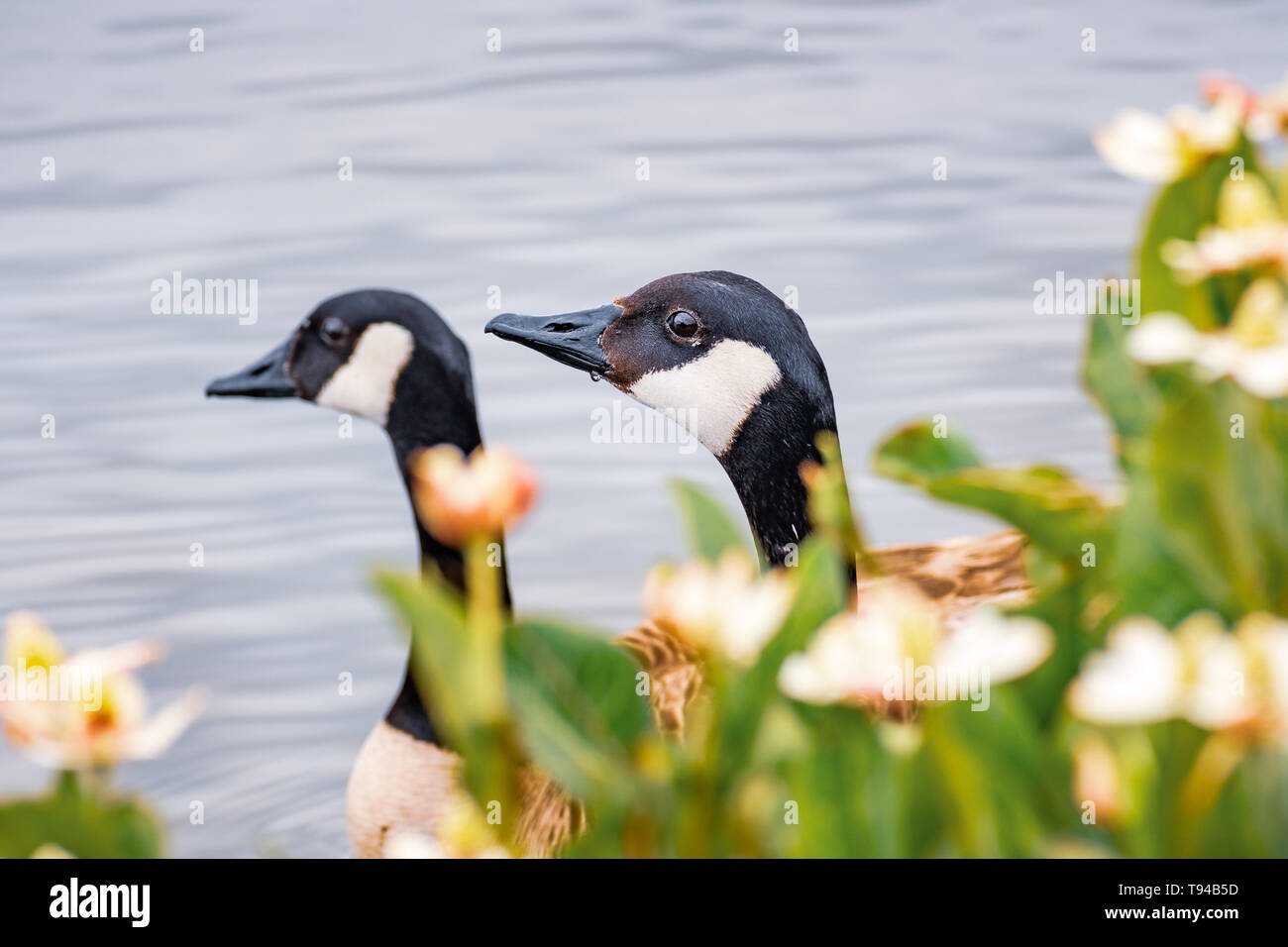 Die Staats- und Regierungschefs ein paar Kanadagänse (Branta canadensis) sichtbar hinter Blumen blühen am Ufer eines Sees, Bergblick, die Bucht von San Francisco ein Stockfoto Die Staats- und Regierungschefs ein paar Kanadagänse (Branta canadensis) sichtbar hinter Blumen blühen am Ufer eines Sees, Bergblick, die Bucht von San Francisco ein Stockfoto