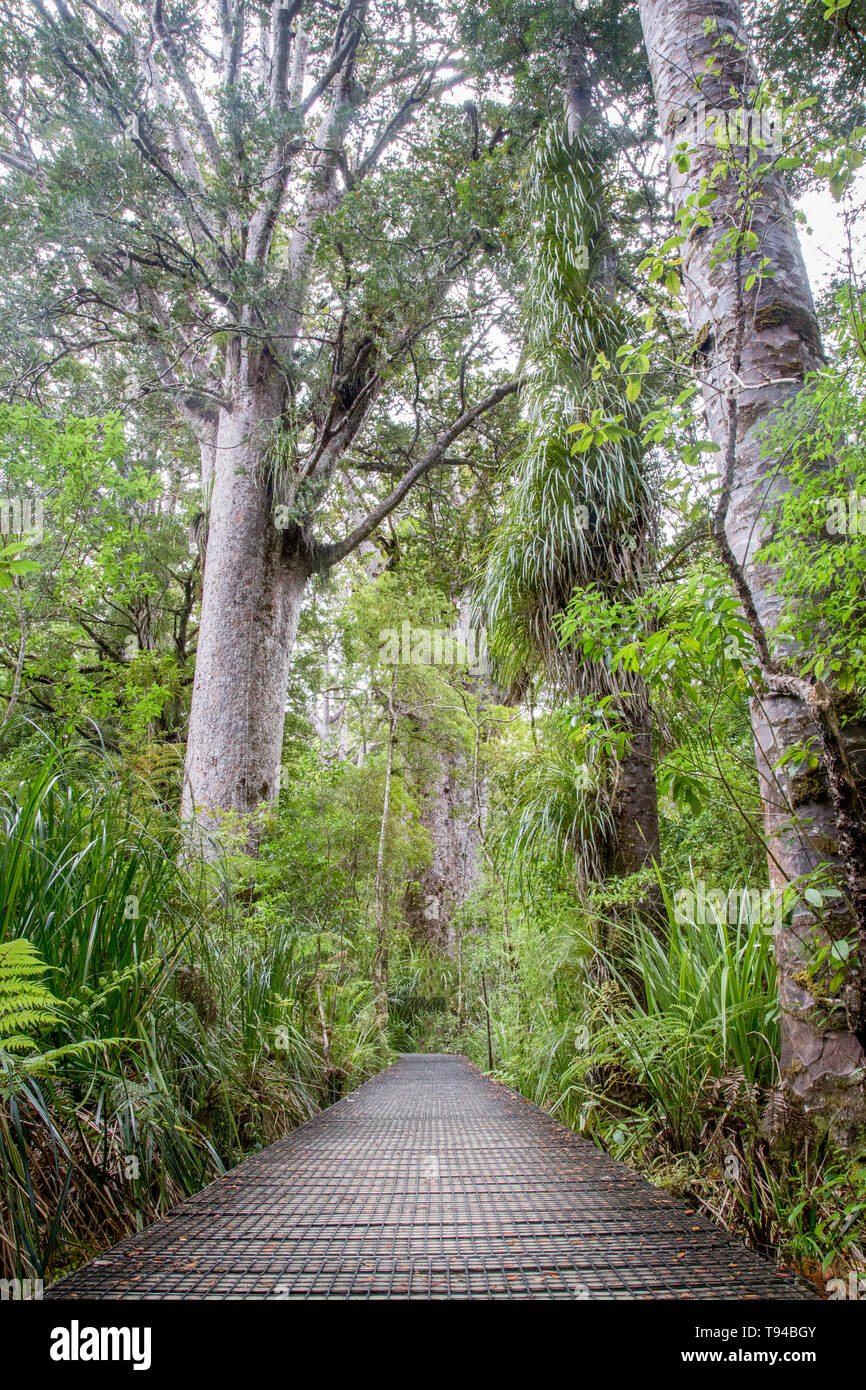 Kauri Tree Forest in Neuseeland Stockfoto