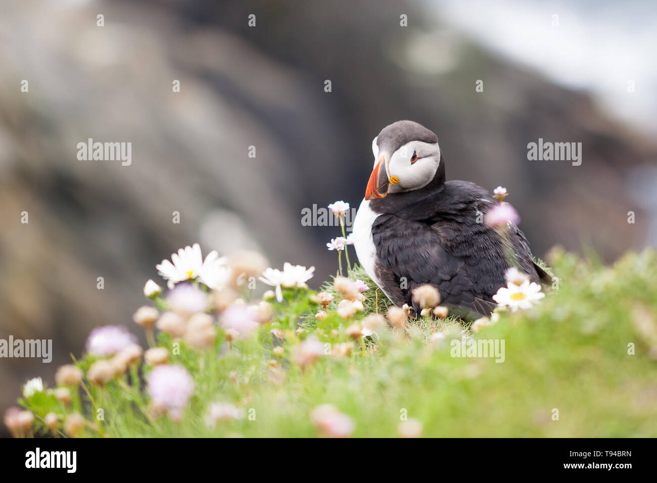 Puffin Vogel fotografiert in Sumburgh Head in der Shetlandinseln, nördlich von Schottland, Großbritannien. Stockfoto