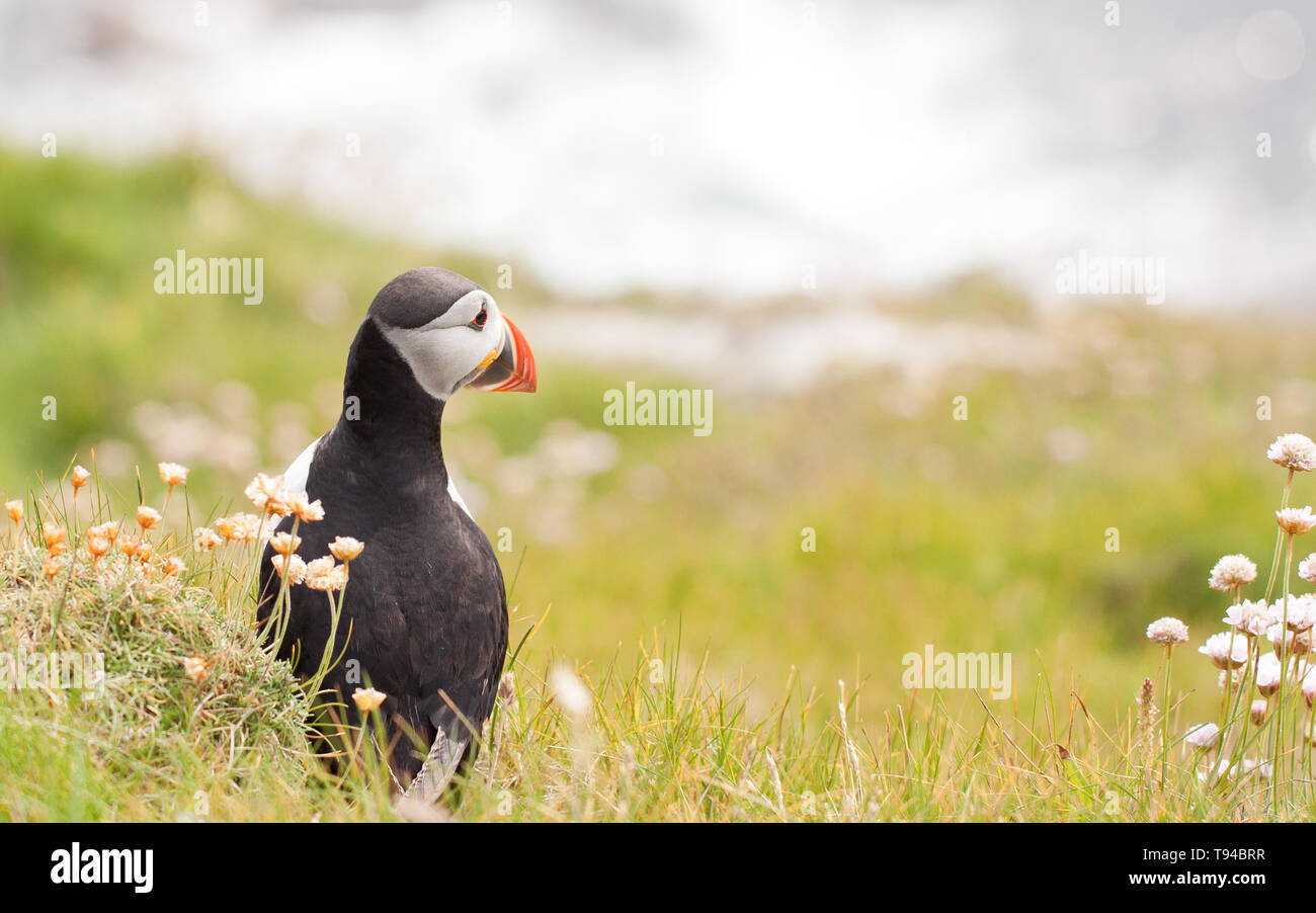 Puffin Vogel fotografiert in Sumburgh Head in der Shetlandinseln, nördlich von Schottland, Großbritannien. Stockfoto