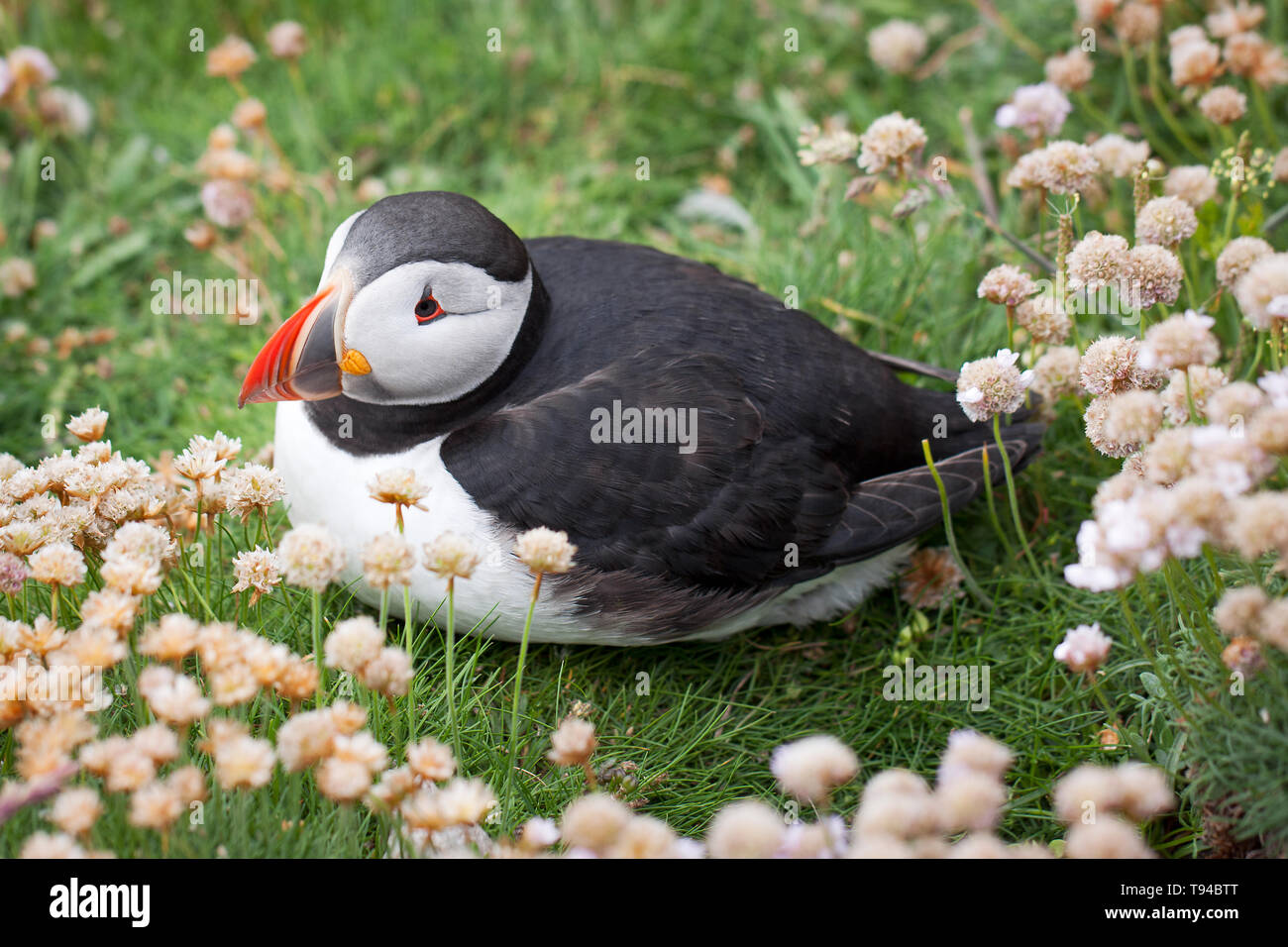 Die liebenswerten Papageitaucher Vögel fotografiert in Sumburgh Head in der Shetlandinseln, nördlich von Schottland, Großbritannien. Stockfoto