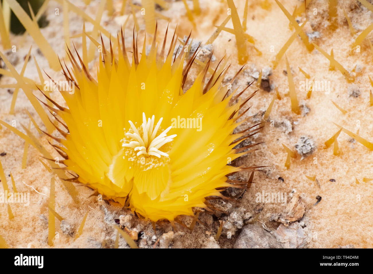 In der Nähe der Wüste barrel Kaktus in der Blüte (Ferocactus cylindraceus), Kalifornien Stockfoto