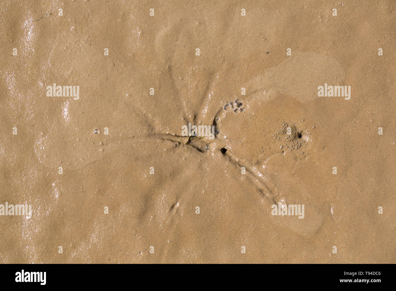 Sternförmige Muster um eine Bohrung in Mündungs- Schlamm, der durch die siphons einer pfeffrigen Furche Shell vorgenommen wurden, Scrobicularia plana, wenn es Biene hat Stockfoto