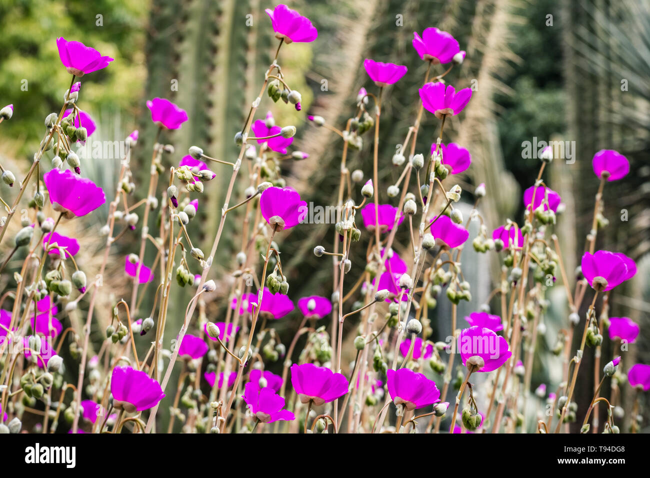 Rock Portulak (calandrinia Grandiflora) Blumen, beheimatet in Chile, die als Zierpflanzen in Gärten in Kalifornien Stockfoto