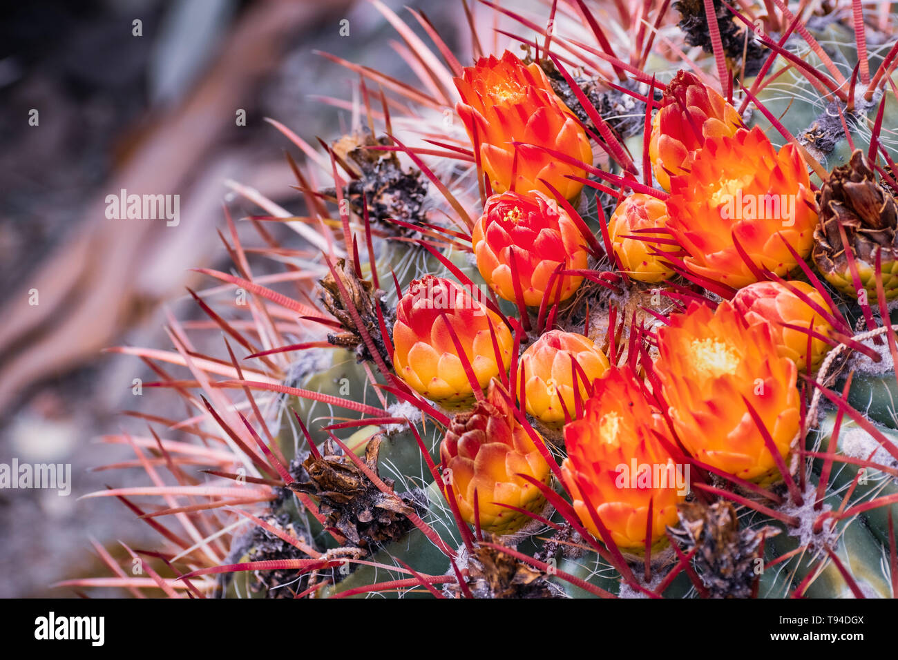 In der Nähe von hellen orange Blumen auf große barrel Kaktus (Ferocactus cylindraceus) Stockfoto