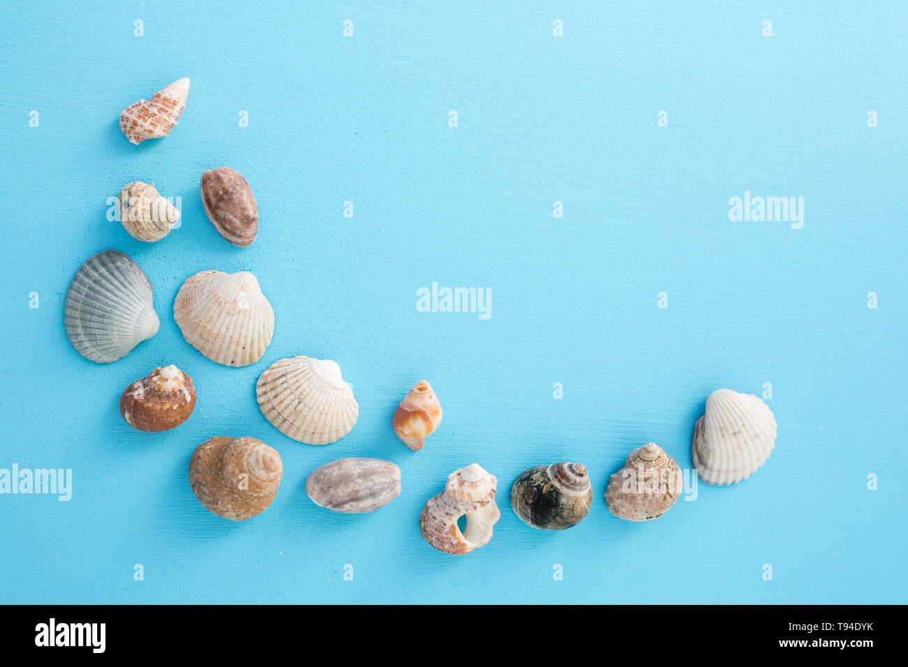 Blick von oben auf die Sammlung von Muscheln in verschiedenen Formen und Farbtönen auf turqouise blau blau Oberfläche nachahmen, Meer, Erstellen einer Kurve, kopieren Raum Stockfoto