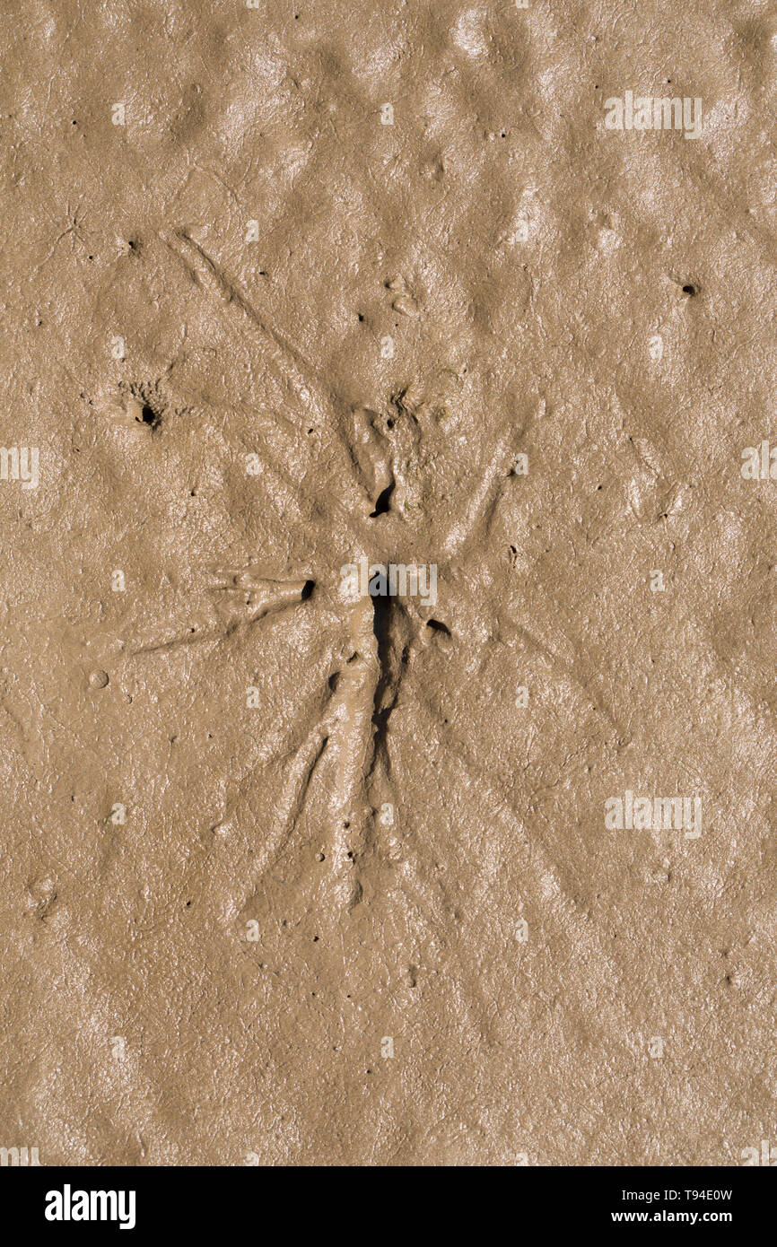 Sternförmige Muster um eine Bohrung in Mündungs- Schlamm, der durch die siphons einer pfeffrigen Furche Shell vorgenommen wurden, Scrobicularia plana, wenn es Biene hat Stockfoto