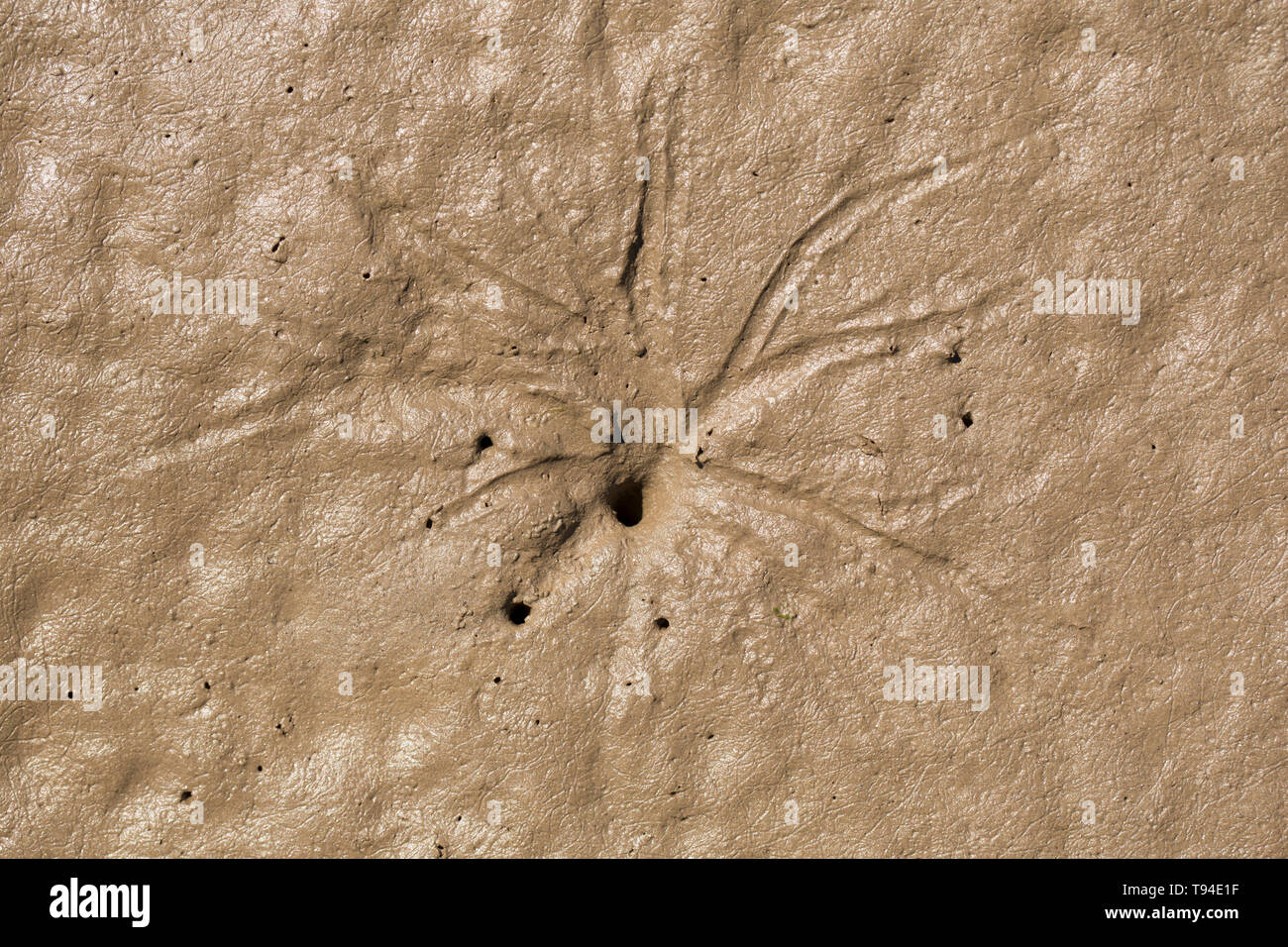 Sternförmige Muster um eine Bohrung in Mündungs- Schlamm, der durch die siphons einer pfeffrigen Furche Shell vorgenommen wurden, Scrobicularia plana, wenn es Biene hat Stockfoto