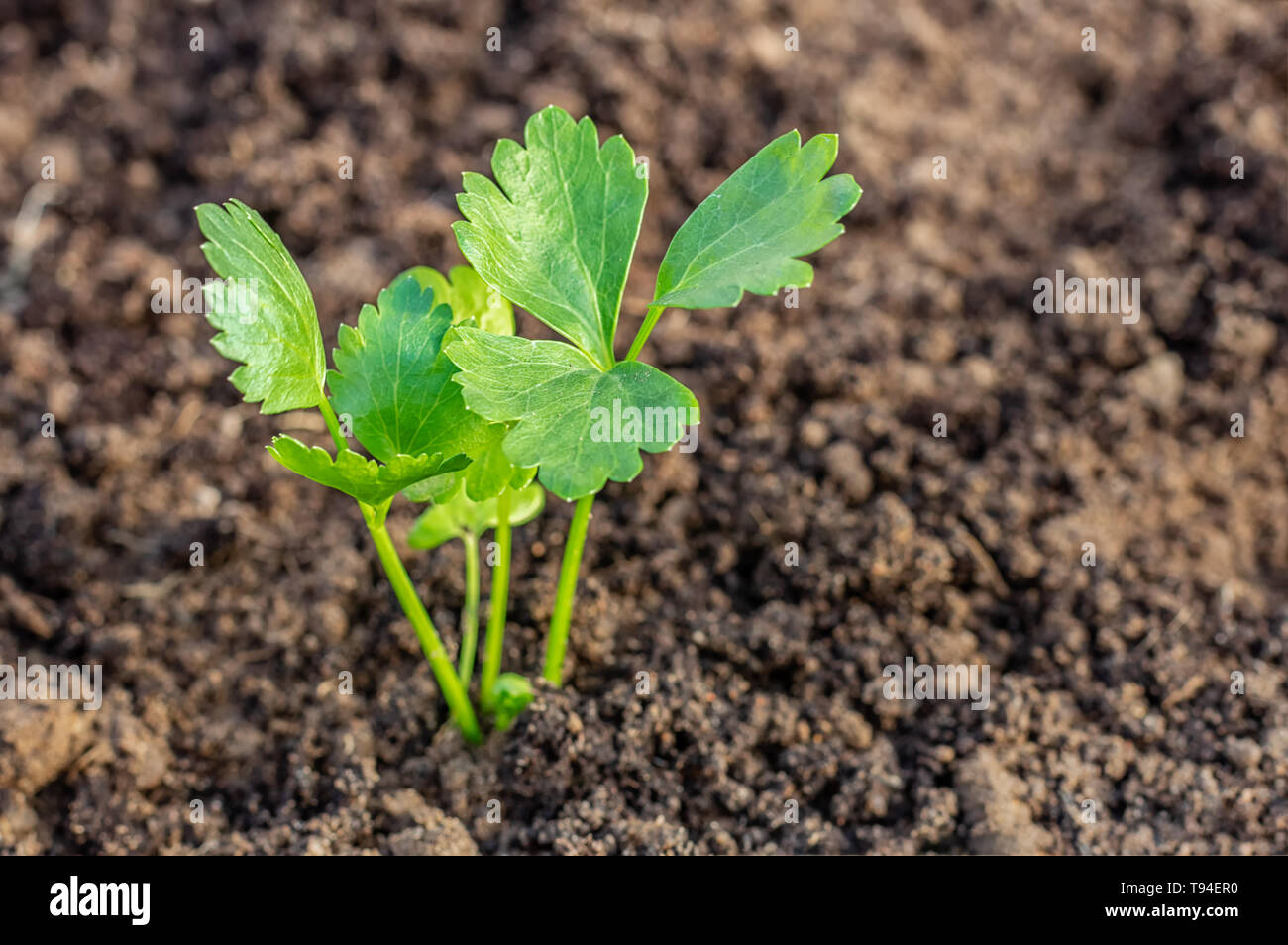 Die jungen Blätter von sellerie im Garten. Die Sämlinge. Schließen oben. Junge Sämlinge von Sellerie Stockfoto