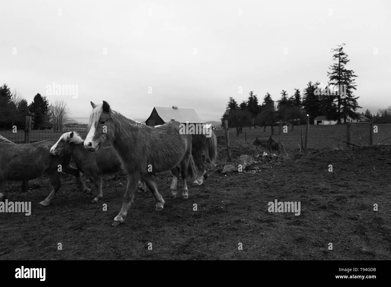 Schöne einheimische Ponys in einem Bauernhof Stockfoto
