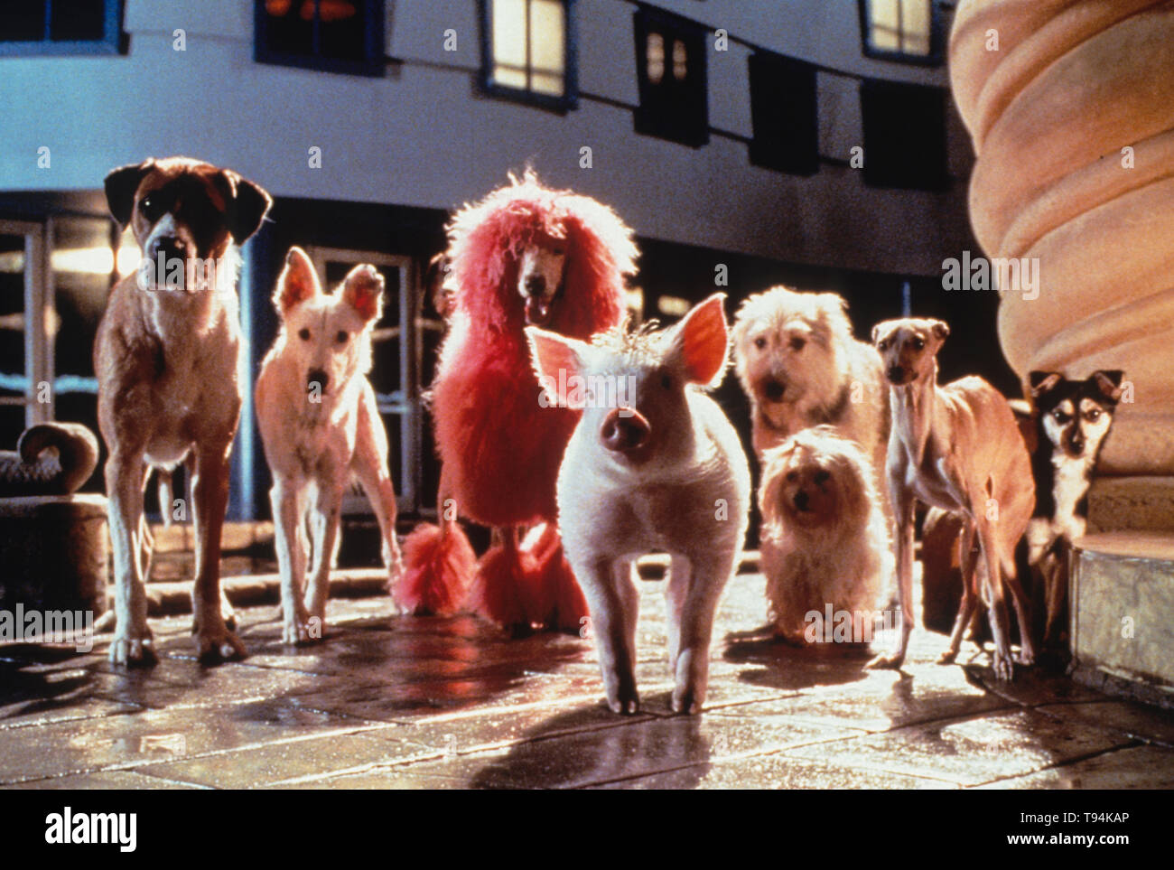 Babe Schwein in der Stadt Stockfoto