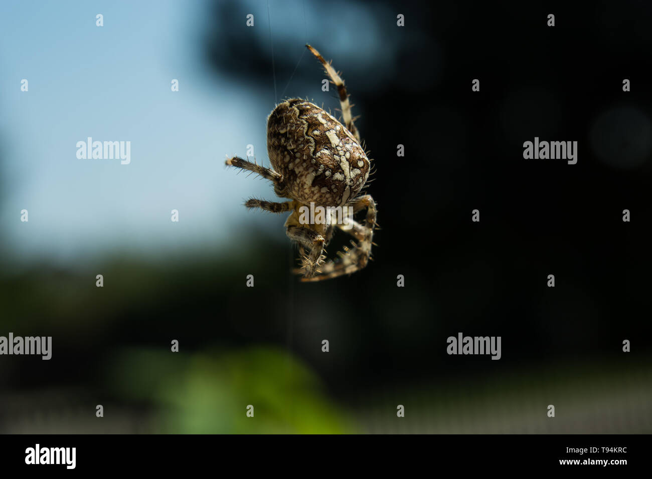 Garten kreuz Spinne mit Spinnennetz - Nahaufnahme Stockfoto