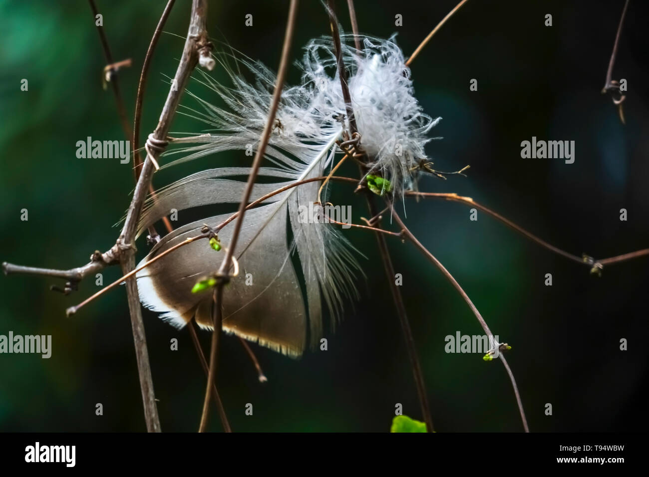 Nahaufnahme einer vogelfeder in den Zweigen eines Busches gefangen Stockfoto