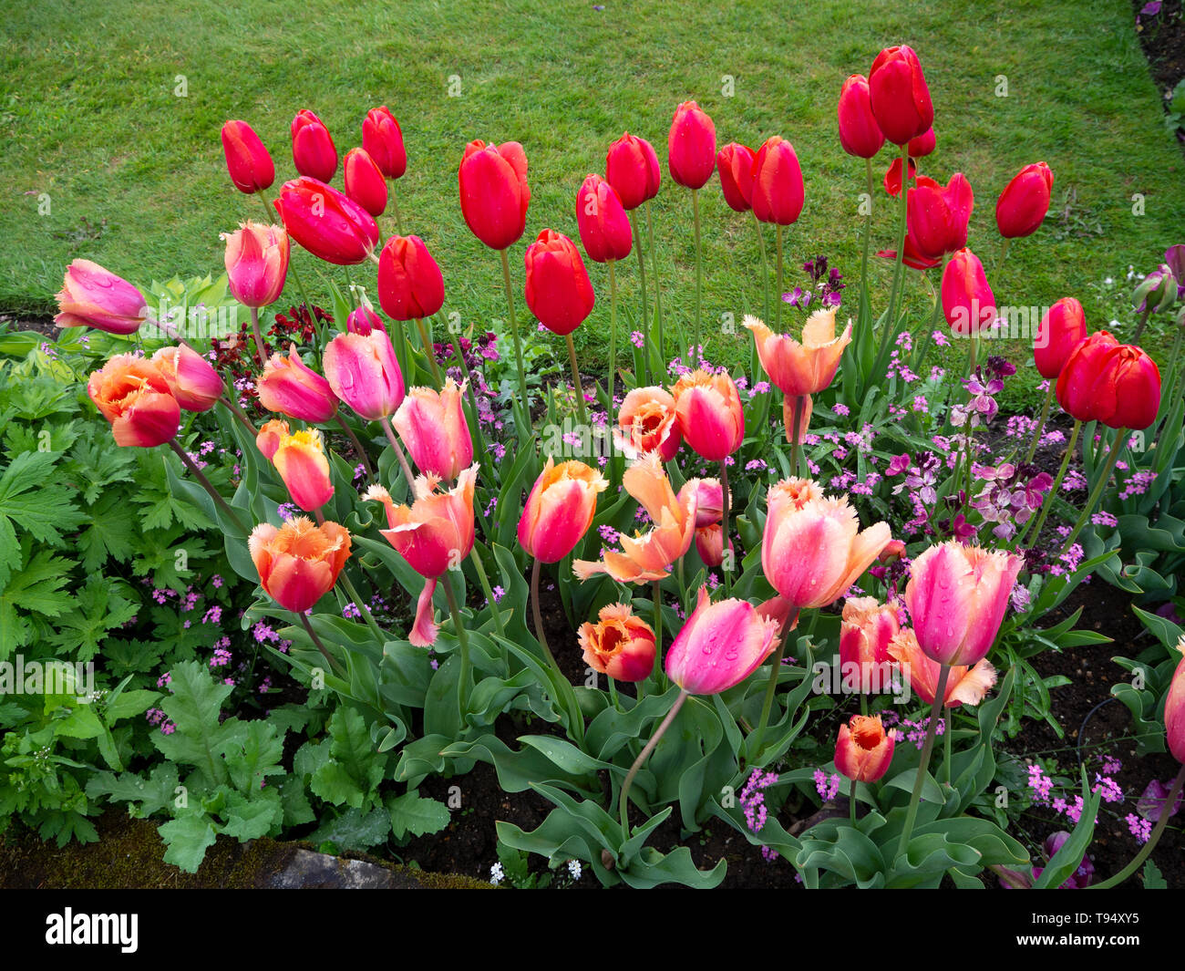 Chenies Manor House versunkenen Garten im Mai mit lebendigen tulip Sorten. Stockfoto