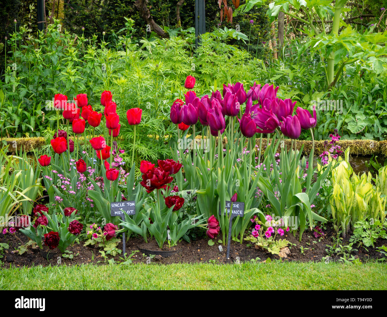 Chenies Manor versunkenen Garten im Mai mit lebendigen Rot, Lila und Rot, Tulpen, Ile de France, Merlot und Onkel Tom. mit Hosta und Laub. Stockfoto