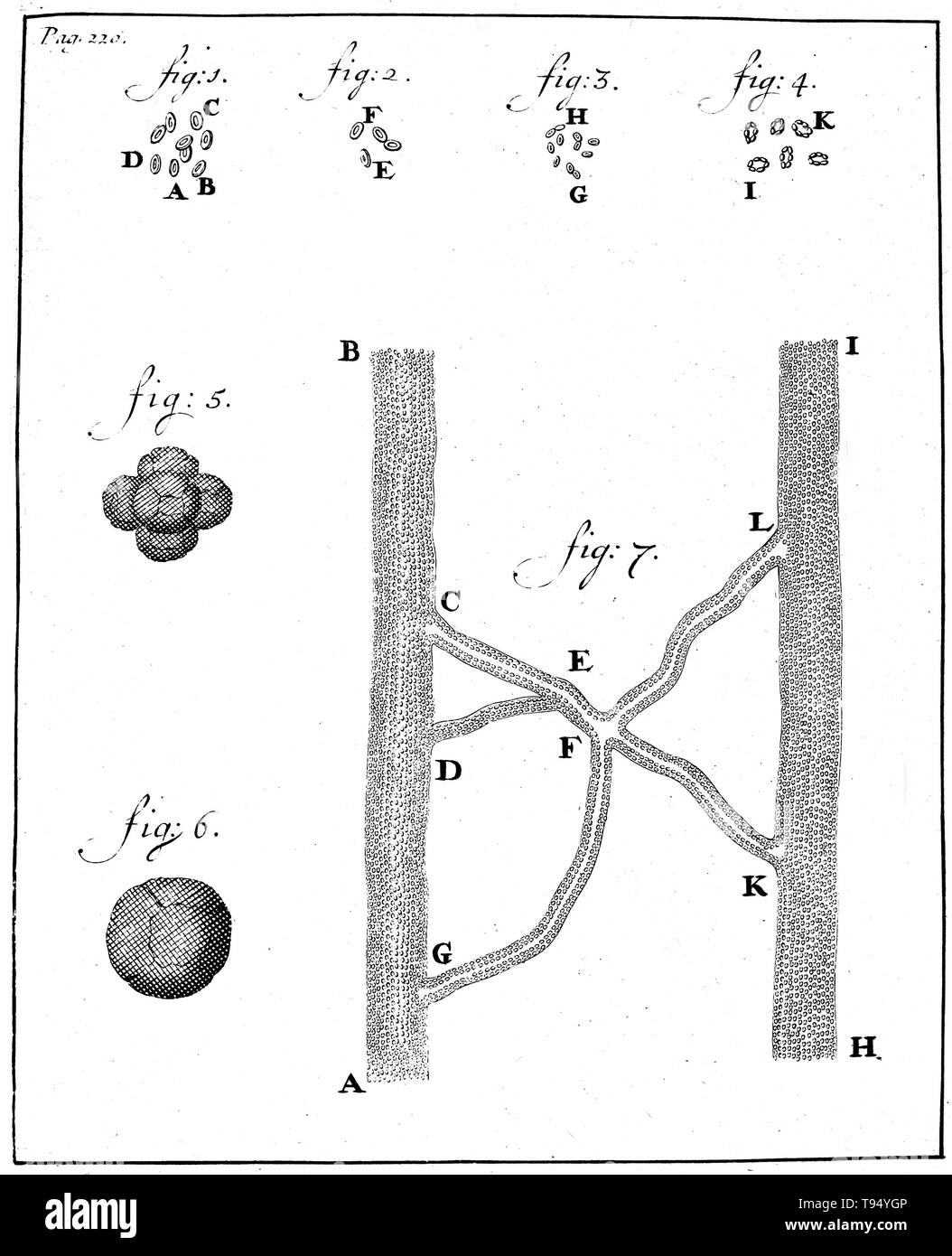 Blutkörperchen, Anthony van Leeuwenhoek, 1719. Holzschnitt, die spermien von Kaninchen (Abbn. 1-4) und Hund (Abbn. 5-8), beobachtet und von Anthony van Leeuwenhoek, 1677 gezeichnet. Leeuwenhoek (1632-1723) war ein niederländischer Wissenschaftler, jetzt als erste Mikrobiologe. Er ist am besten für seine Arbeit an der Verbesserung des Mikroskops und für seinen Beitrag zur Schaffung der Mikrobiologie bekannt. Stockfoto