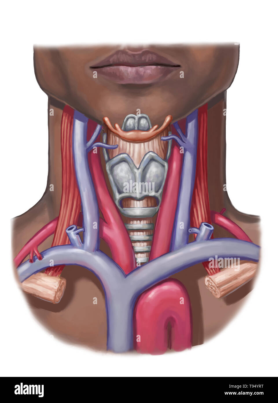 Hals Anatomie, Illustration. Stockfoto