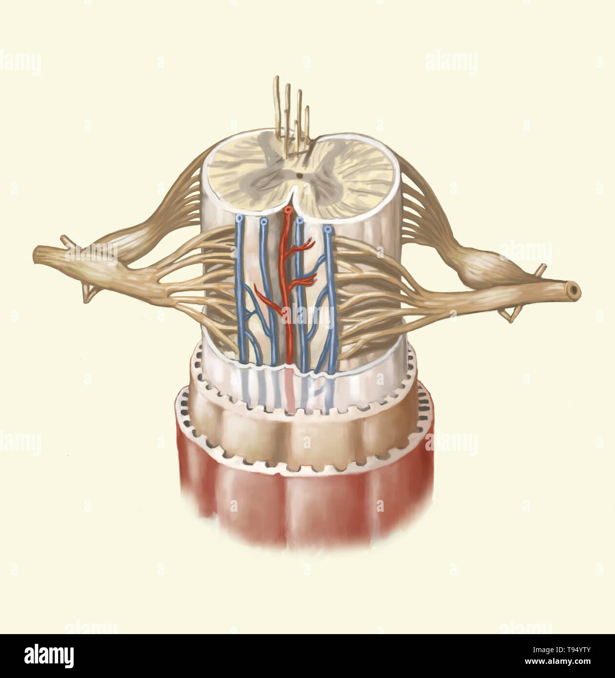 Das Rückenmark wird durch eine Schnur von nervengewebe mehr als 16 Zoll (40 cm) in der Länge im Wirbelkanal befindet, innerhalb der Wirbelsäule gebildet. Es erstreckt sich von der Wirbelsäule Lampe zum zweiten Lendenwirbel und wird durch eine Sammlung von nervösen Fasern verlängert, die Cauda equina. Komponiert von motorischen und sensorischen Neuronen, die das Rückenmark sorgt für die Übertragung von Nachrichten zwischen dem spinalen Nerven und Gehirn, zusätzlich zum Sein ein Reflex. Stockfoto