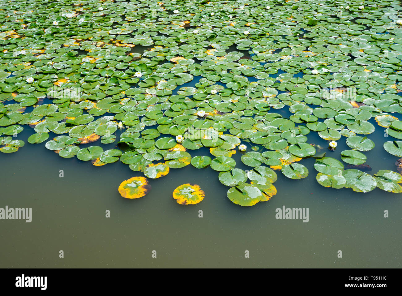 Lotto Blumen im japanischen Garten im Washington Park Arboretum, Seattle, Washington State, USA Stockfoto