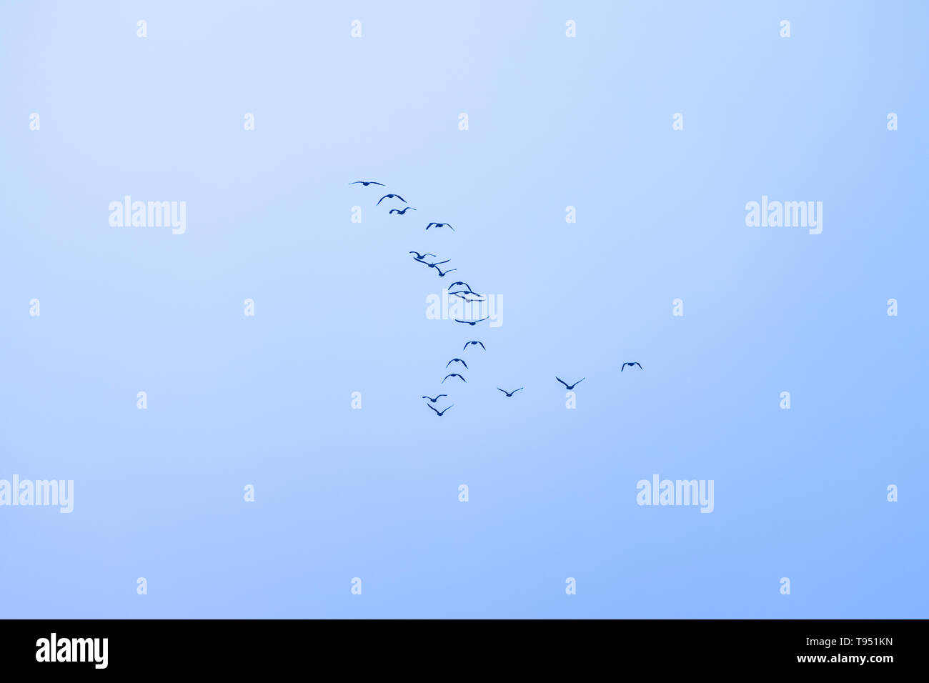 Kormoran (Phalacrocorax Carbo) im Flug Stockfoto