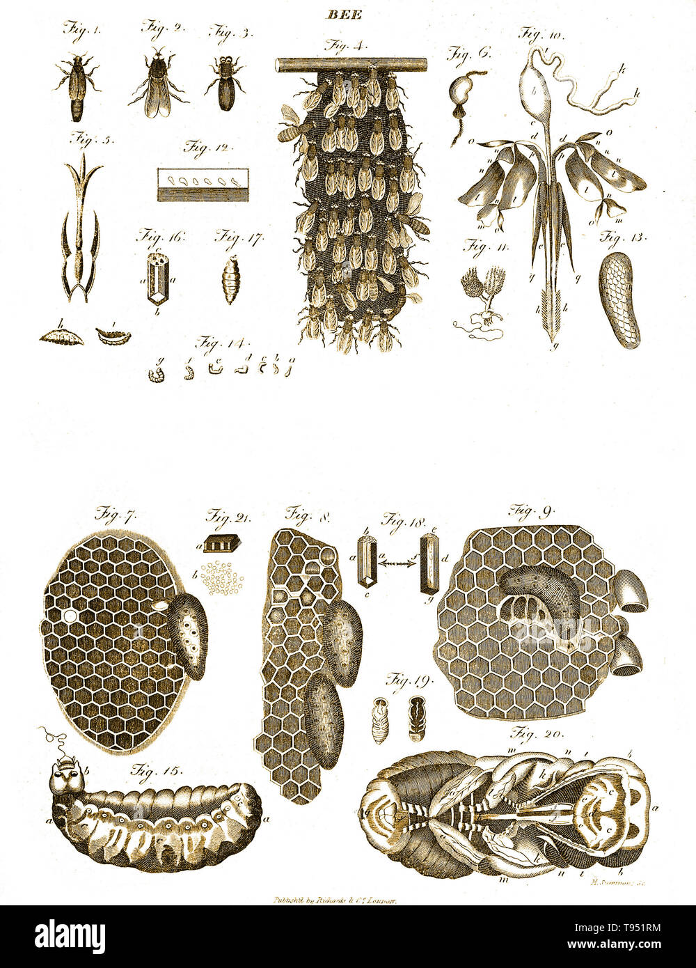 Im 19. Jahrhundert Gravur der Bienenzucht, Anzeigen bee Anatomie, Kämme und schwärmen. H. in der Vorladung, Stecher. Stockfoto