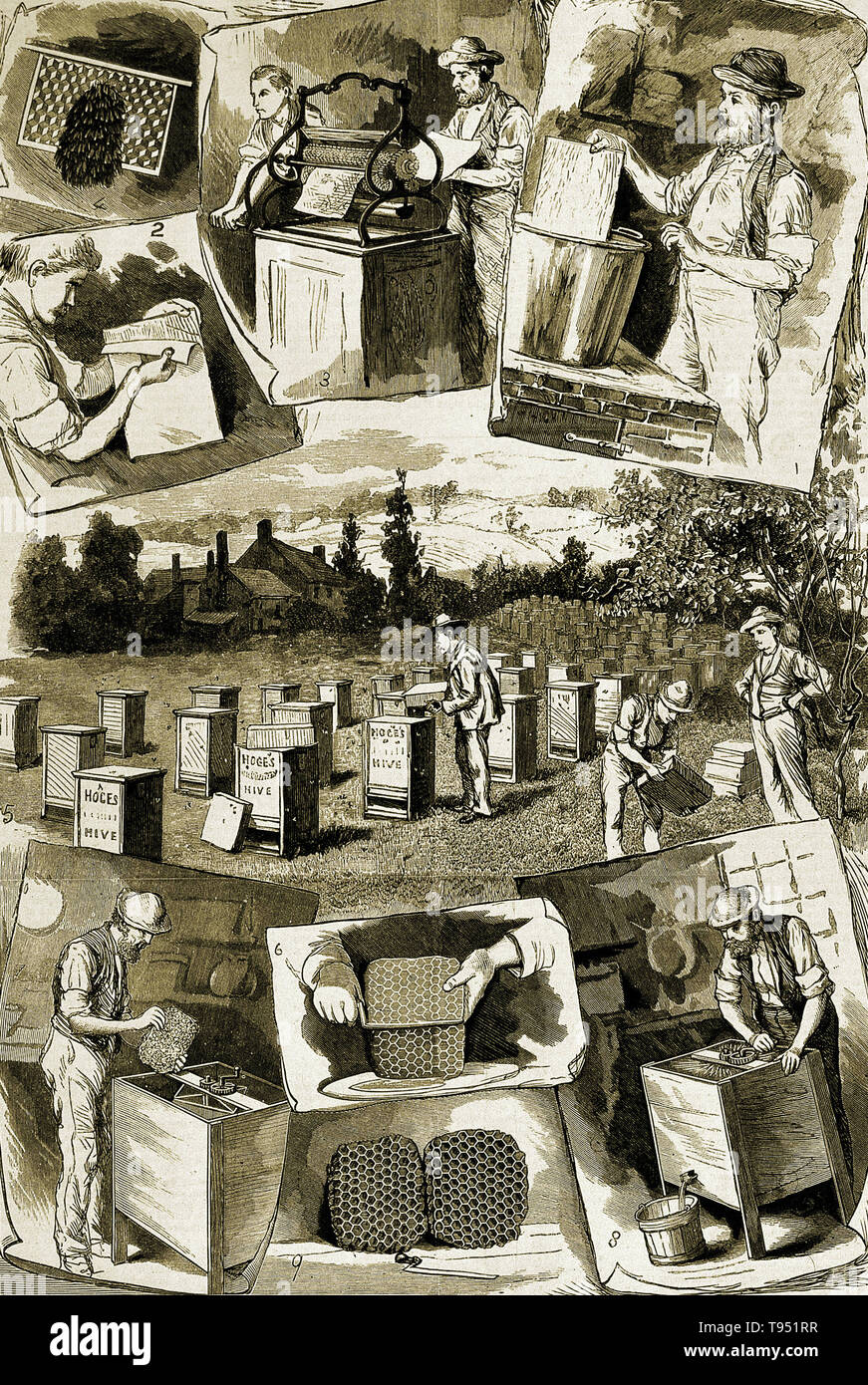 Bienenhaltung: Szenen der Imkerei und Honig zu sammeln. Holzstich, 1885. Stockfoto