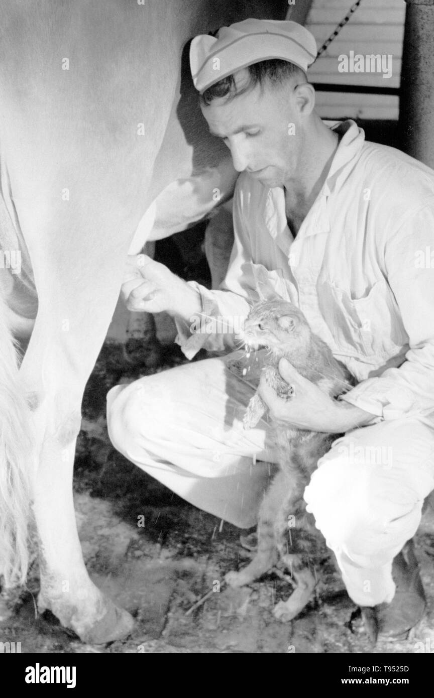 Mit dem Titel: "ilker gibt Katze etwas Milch direkt von der Kuh, Brandtjen Molkerei, Dakota County, Minnesota. Das Melken ist der Löschvorgang Milch aus den Milchdrüsen der Rinder, Wasserbüffel, Schafe, Ziegen und Kamele, Pferde und Esel. Melken kann von Hand oder mit Maschine durchgeführt werden und erfordert, dass das Tier derzeit oder vor kurzem schwanger zu sein. Der Melker steht entweder für das Tier, dass die Milch oder die Person, die Milch sagte Tier produziert. Von Arthur Rothstein, 1939 fotografiert. Stockfoto