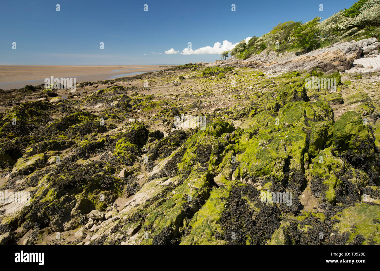 Eine Ansicht in der Nähe von Jenny Brown's Point bei Ebbe in der Nähe des Dorfes Silverdale in der Nähe der Kante von Morecambe Bay. Die Bucht ist bekannt für seine leistungsstarken t festgestellt Stockfoto