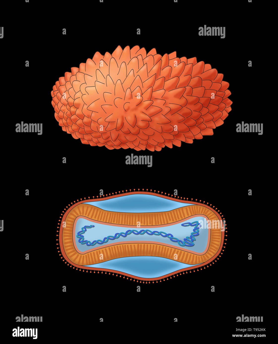 Abbildung des Pockenvirus, die eine externe Ansicht (Oben) und die interne Struktur (unten). Stockfoto
