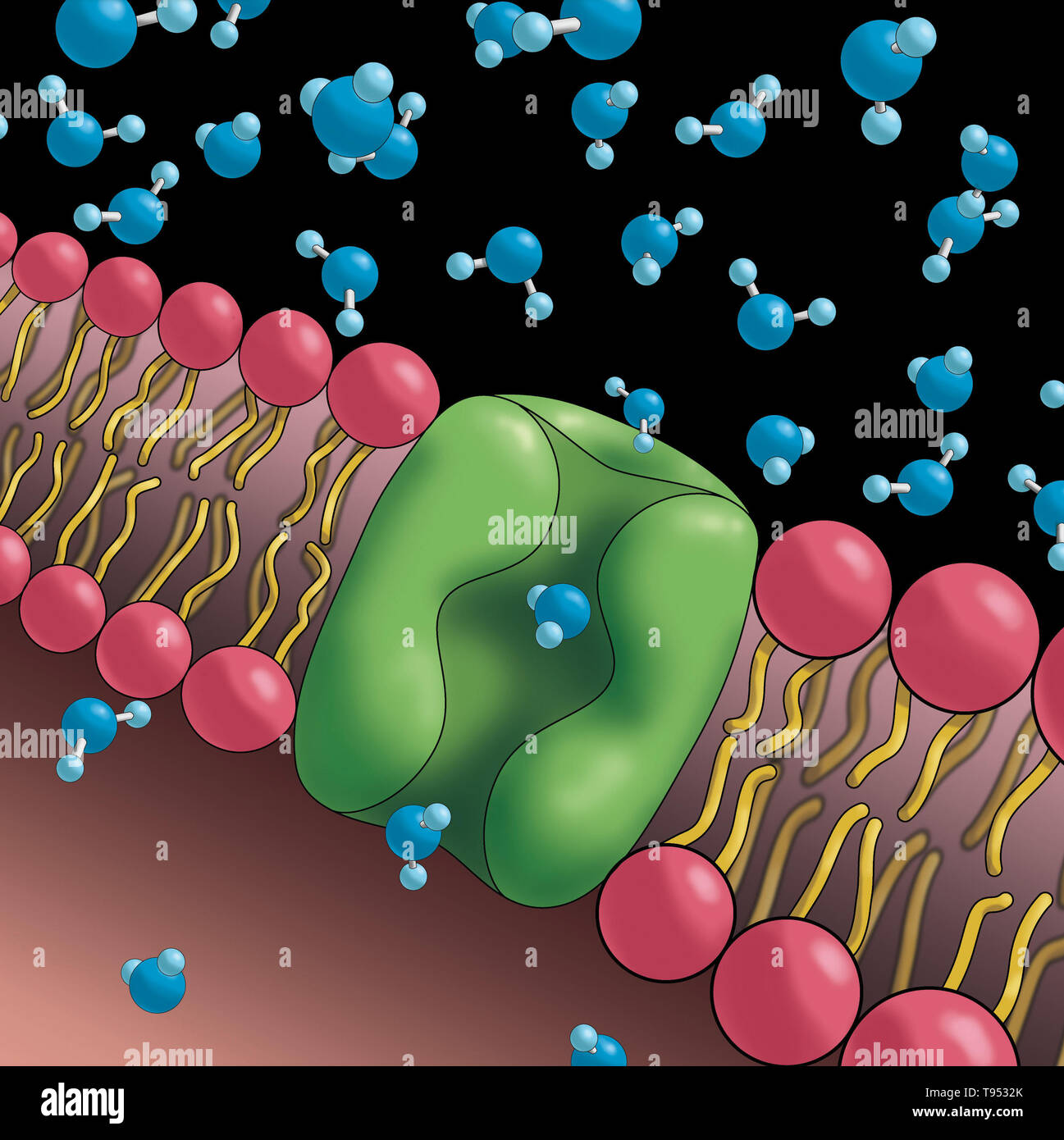 Aquaporine auch genannt, sind integrale Membranproteine aus einer größeren Familie der großen inneren Proteine, die Form der Poren in der Membran von biologischen Zellen und Wasser zwischen den Zellen zu fließen. Stockfoto