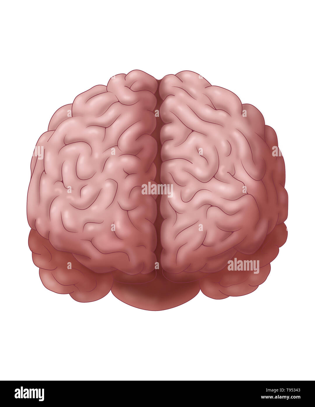 Für eine frontale Ansicht des Gehirns. Stockfoto