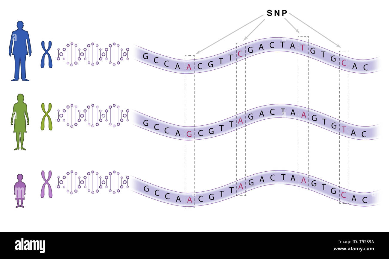 Single nucleotide Polymorphism (SNP) spielt eine Rolle bei einer Vielzahl von Krankheiten wie Sichelzellenanämie und Mukoviszidose. Stockfoto