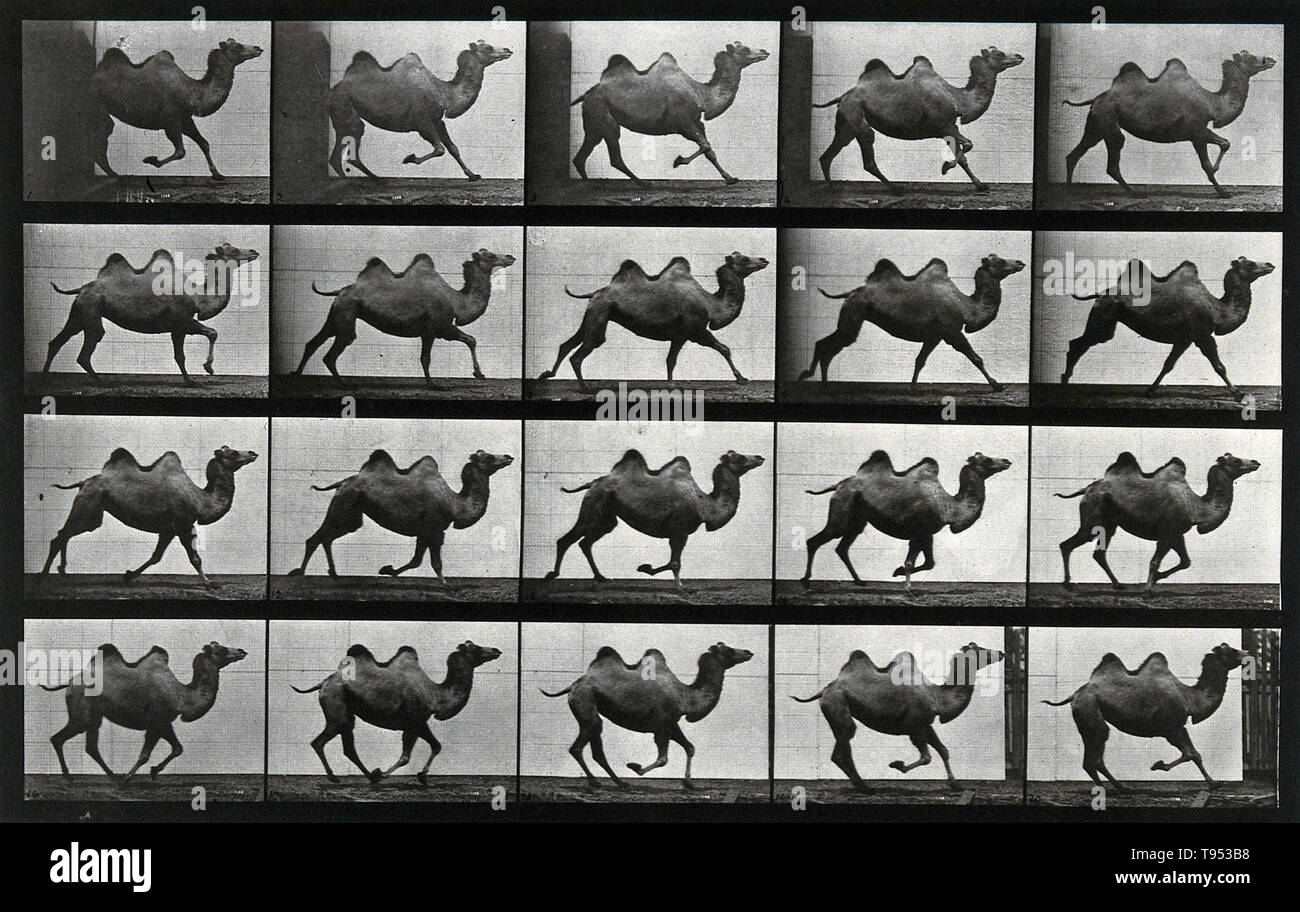 Stopp - Aktion Fotos von einem Kamel läuft von Eadweard Muybridge (1830-1904). Muybridge war ein englischer Fotograf für seine Pionierarbeit bei der fotografischen Studien der Bewegung und in der Bewegung bekannt - Bild projektion. Seine Pionierarbeit auf tierischen Fortbewegung in 1877 und 1878 verwendet, um mehrere Kameras Bewegung im Stop-action Fotos einzufangen. In den 1880er Jahren trat er eine sehr produktive Periode an der Universität von Pennsylvania in Philadelphia, produziert über 100.000 Bilder von Tieren und Menschen in Bewegung, zu erfassen, was das menschliche Auge nicht als separate Bewegungen unterscheiden. Stockfoto